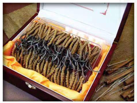 蒲城冬虫夏草回收